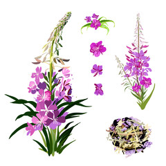 Medicinal plant narrow-leaved cypress or willow tea. Inflorescences, individual flowers and the result are fermented