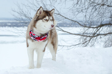 Husky standing on snowy terrain, adorned with red bandana. Overcast sky and vast snowfield create serene yet dynamic backdrop, emphasizing dogs energy and alertness