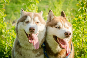 Obraz premium Two siberian huskies in lush green setting, tongues out, displaying joy. Sunlight highlights fur, creating warm atmosphere. Close-up angle captures playful expressions