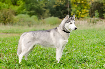 Graceful siberian husky poised in vibrant field. Sunlight highlights gray-white fur against lush...