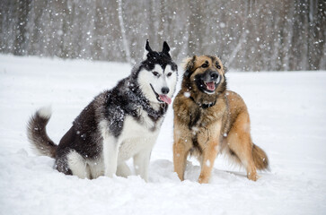 Husky and shepherd mix in snow, surrounded by falling flakes under grey sky. Dogs exude joy with tails wagging, embodying winters playful spirit. Snow-covered trees create serene backdrop