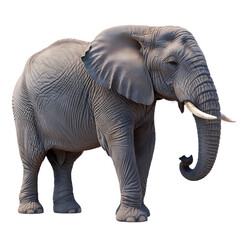 Obraz premium Majestic elephant with large ears and tusks, showcasing its grandeur and beauty, isolated on transparent background An elephant isolated on a transparent background African elephant isolated on tr 