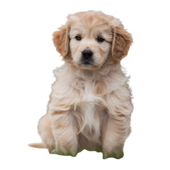 Cute Puppy waiting to be adopted. Miniature Schnauzer, mixed-breed dog. Cartoon puppyDog Teasing Another Confused dog laying down isolated on transparent background png