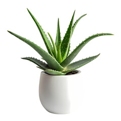 Fototapeta premium Aloe Vera Plant in Pot HighRes Image