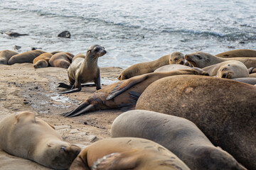 sea lions lying on the beach