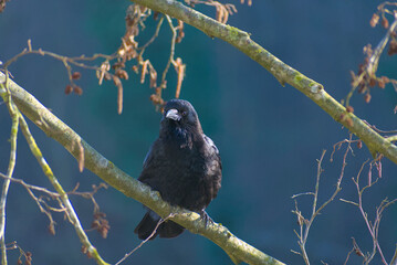 A striking ebony raven perches on a branch, its frontal view revealing a piercing gaze and...