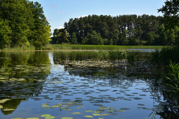 Jezioro z liliami