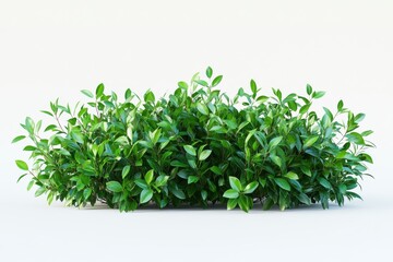 Fototapeta premium Photorealistic green lush bush with dense foliage and vibrant tropical leaves isolated on white background for garden and botanical inspiration