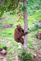 A brown bear climbs a tree in the forest amidst dense greenery