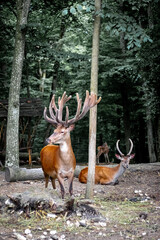 A majestic deer with large antlers stands next to a lying deer in a dark forest