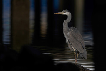 A grey heron (Ardea cinerea) perched in a harbor.