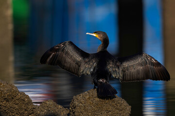 A great cormorant (Phalacrocorax carbo) drying its wings in the harbour.