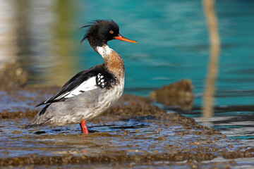 Red-breasted merganser (Mergus serrator) perched along the water's edge.