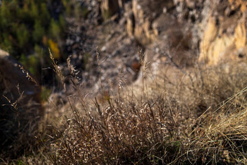 Dry wild grass in sharp focus with a blurred rocky canyon in the background. The golden brown hues of the grass contrast with the rugged terrain, creating a natural and earthy atmosphere.