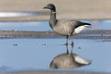 An adult rotgans (Branta bernicla) resting along the coast.