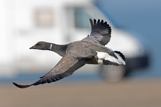 An adult rotgans (Branta bernicla) in flight.