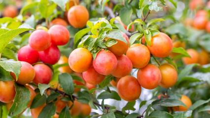 Close-up image of ripe apricots on a tree branch with green leaves and natural lighting
