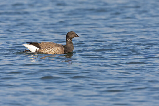 An adult rotgans (Branta bernicla) swimming in the North sea.