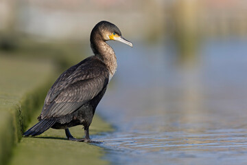 A great cormorant (Phalacrocorax carbo) perched in the harbour.