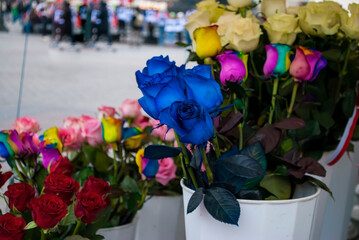 Roses with blue petals. Rose variety 'Blue Moon'. Multicolored flowers are sold on the street