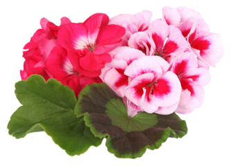 Géranium zonal rouge et rose	
