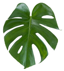 Feuille de  Philodendron Monstera  © hcast