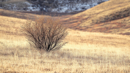 A solitary bush stands in a golden field under a vast sky, with distant hills in the background
