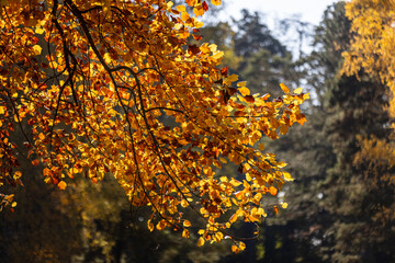 Golden autumn leaves illuminated by warm sunlight, hanging from a tree branch against a backdrop of lush green foliage, capturing the essence of a serene fall day.