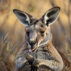 Fototapeta premium Western Grey Kangaroo cooling itself licking forearms midday heat sharp focus texture of tongue and fur shallow depth of field creating a soft blurred background overcast lighting for natural contrast