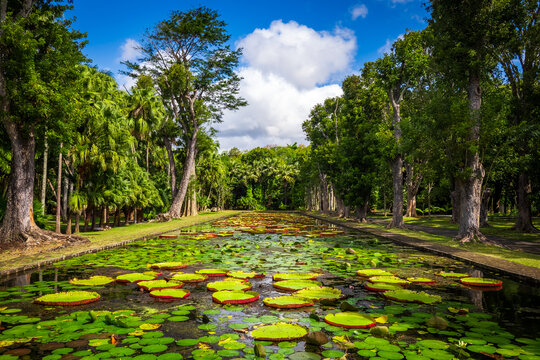 Idyllic view of tropical giant water lilies (Victoria amazonica) at a duck pond in the botanical garden in Pamplemousses near Port Louis, Mauritius