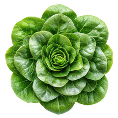 Fototapeta premium Lettuce showcase freshness captured in organic greenhouse view
