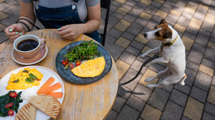 Jack Russell begging the owner in a street cafe. Woman having breakfast in dog friendly outdoor cafe. 