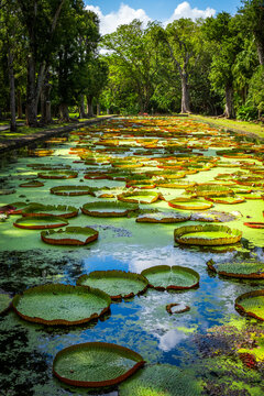 Idyllic view of tropical giant water lilies (Victoria amazonica) at a duck pond in the botanical garden in Pamplemousses near Port Louis, Mauritius