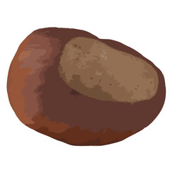 Chestnut illustration