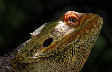 bearded dragon lizard