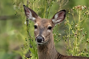 deer in the forest