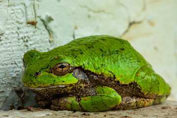 Green Tree frog