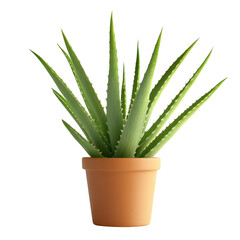 Home interior photography caring for aloe vera in natural light