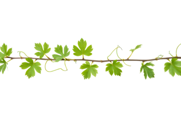 Lush Green Vine with Leaves Isolated on Black