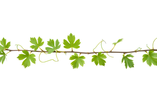 Lush Green Vine with Leaves Isolated on Black