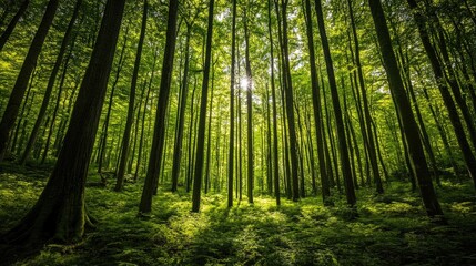 Naklejka premium Lush Green Forest with Tall Trees and Sunlight Filtering Through Leaves in a Serene Natural Environment