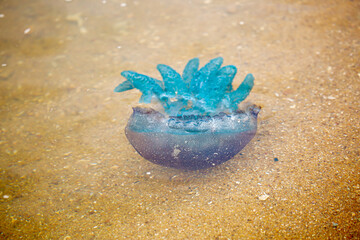 Deep sea jellyfish swimming in the ocean. Beautiful underwater world. Danger of burns from jellyfish on sea coasts.