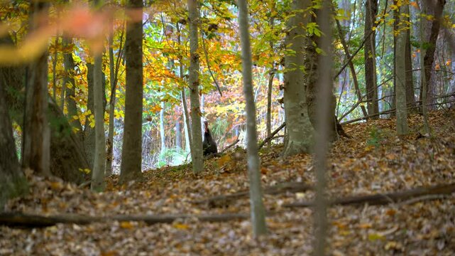 A male Wild Turkey deep in autumnal woods.