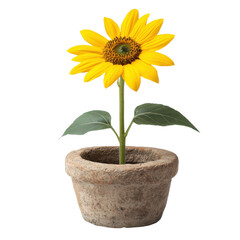 Obraz premium Vibrant sunflower plant in pot indoor decor bright environment