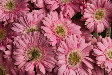 Gerbera- Blumenstrauß