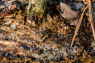 Colony of ants in the rotten stump