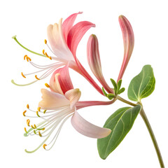 Pink Honeysuckle Flower Image Nature Photography