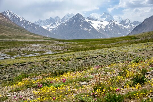 Alpine wildflowers in Broghil Valley on the way to Karambar Lake, a high plateau at around 14,000 ft in the Hindu Kush mountains of northern Pakistan.
