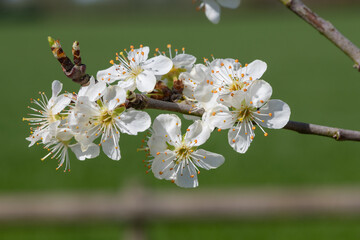 Close up of chickasaw plum (prunus angustifolia) blossom