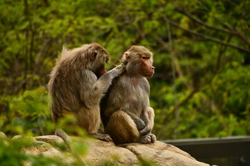 Monkey Business